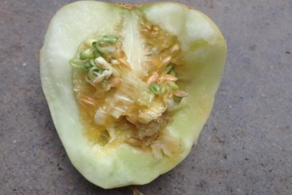 甜瓜瓜内发芽还能吃吗？专家这样说