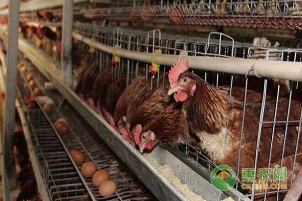 发酵饲料养鸡之易吸收利用  