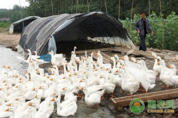 买回来的鹅苗没几天就死伤过半