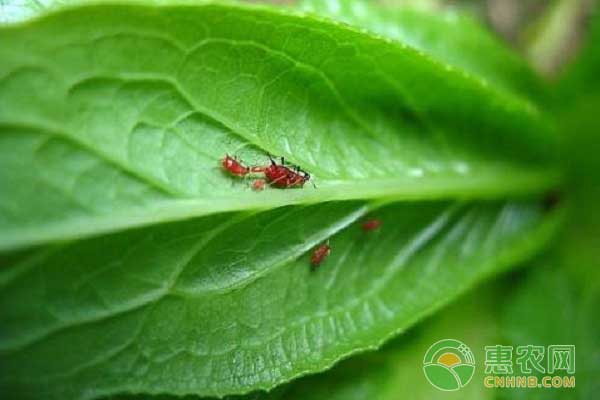 草木灰可防治果树七大病害之防治蚜虫