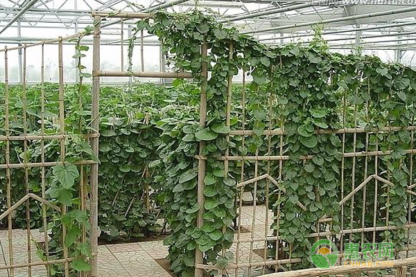 贫困户种植落葵，脱贫奔小康