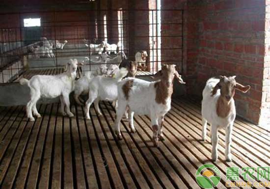 舍饲圈养羊优点