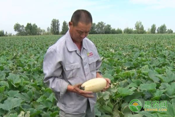 奇台县特色农作物种植带动农民增收致富