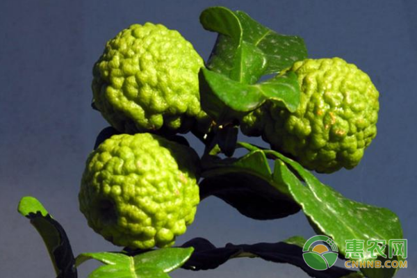 Kieffer（Kaffir）Lime