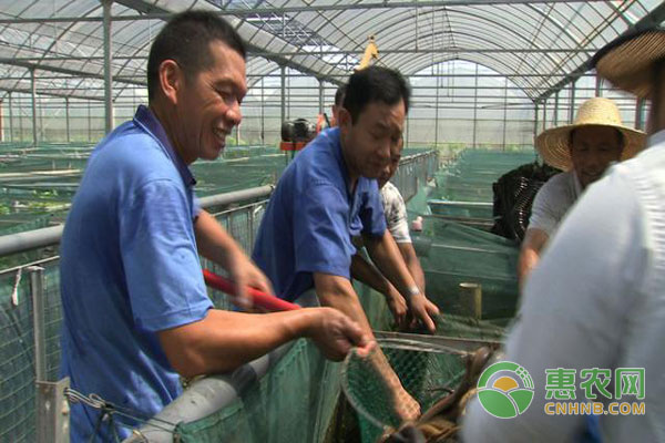 黄鳝养殖致富经