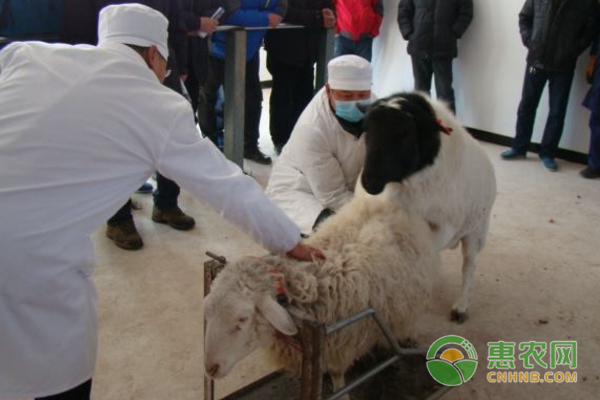 羊人工授精技术可提高受胎率增加产仔数