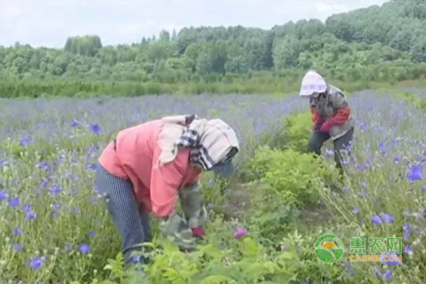 红升乡药材种植助当地村民增收致富