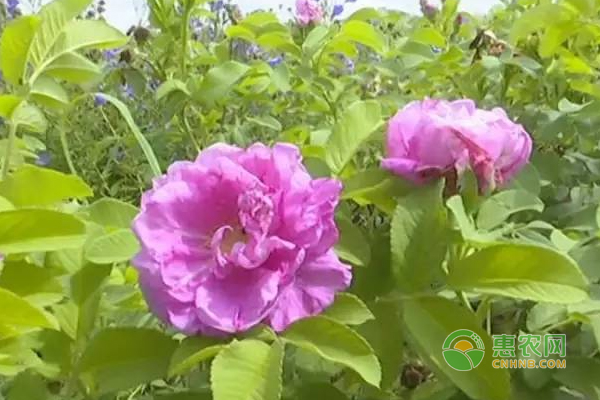 道地药材种植 为农户带来好效益