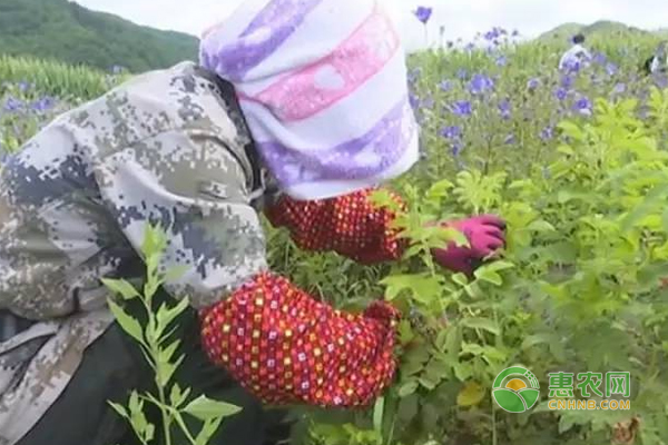 红升乡靠药材种植助民增收