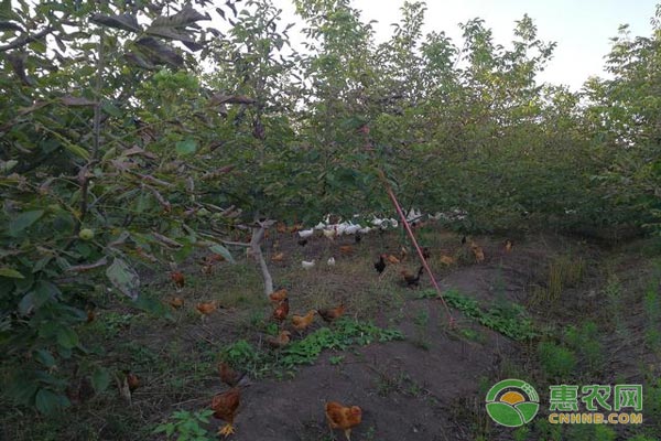 核桃树下养家禽