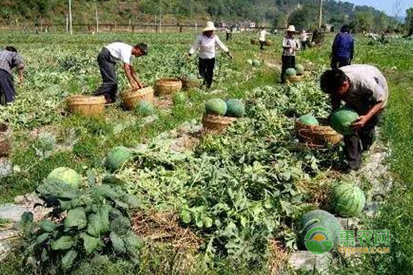 木垒县特色农作物带动农民增收致富
