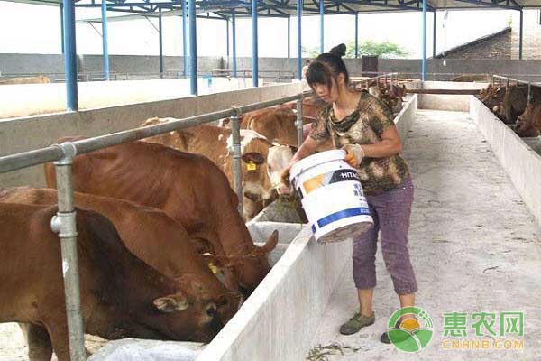 肥牛出栏最佳时期之肥牛采食量