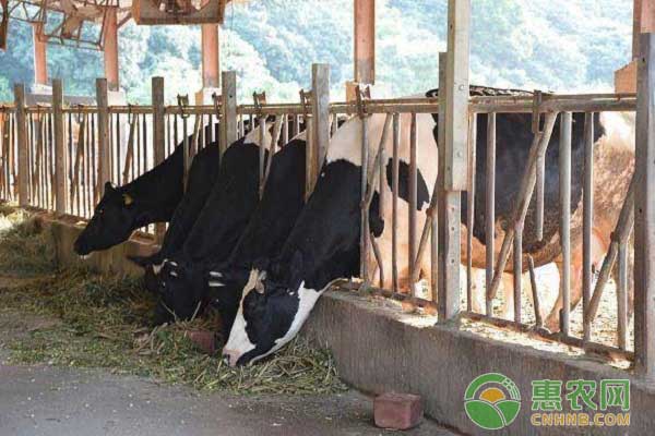 肥牛养殖之肥牛出栏最佳时期