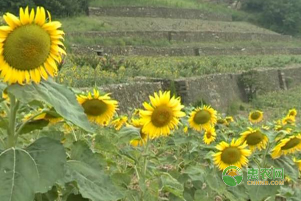 油葵花种植带动当地村民致富