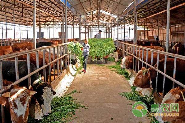 肥牛出栏最佳时期之肥牛肥育度指数