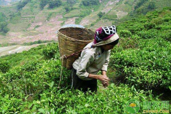 茶叶种植