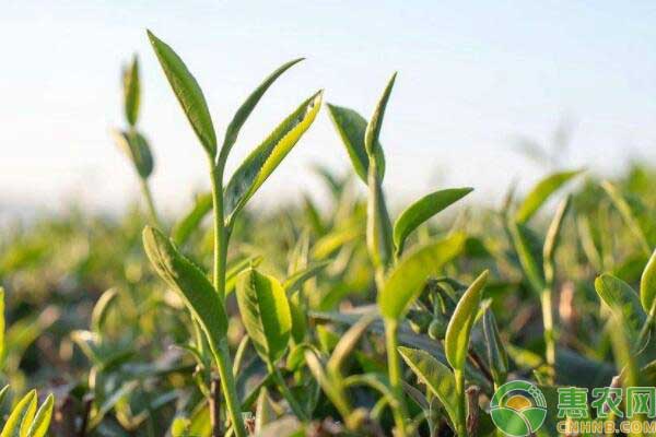 茶叶种植产业