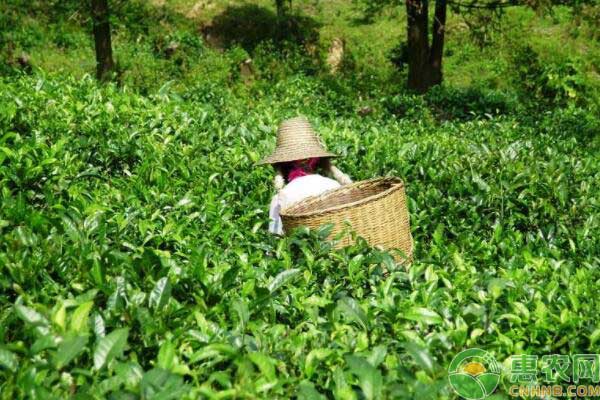 茶叶种植