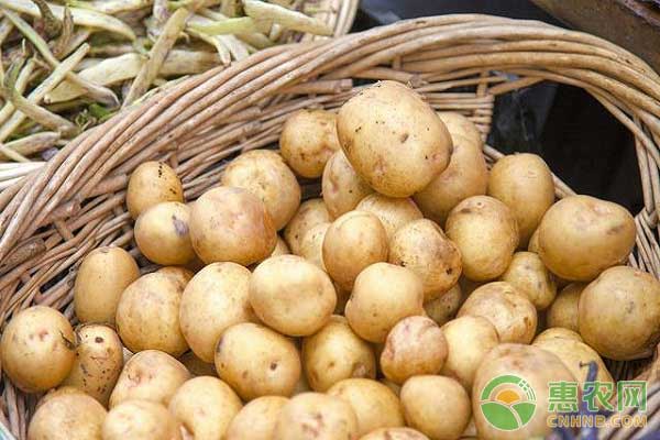 8月14日最新土豆价格行情
