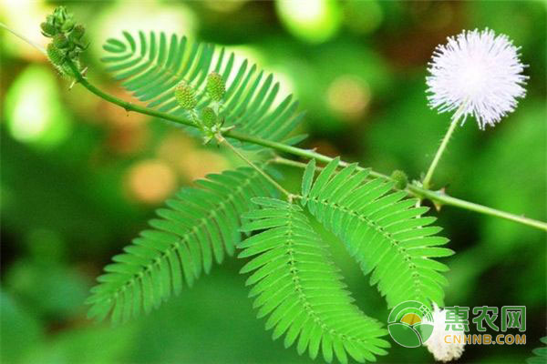 地震植物预兆