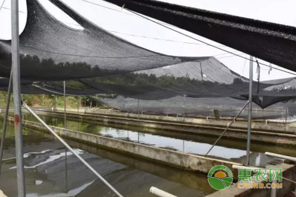 蚂蟥养殖闯出致富路