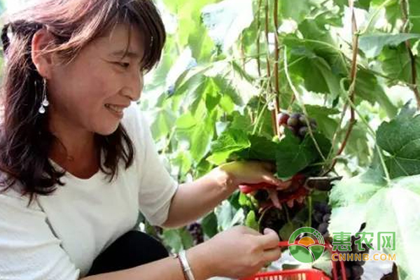 张中斌水果种植圆了致富梦