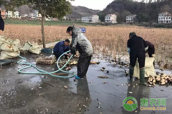 双乳镇土地流转助力脱贫致富