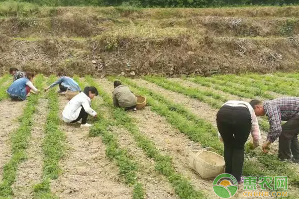 地流转为出租土地的村民带来了实实在在的收益
