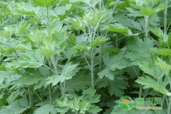 艾草种植带动鹤壁50余名贫困人口增收
