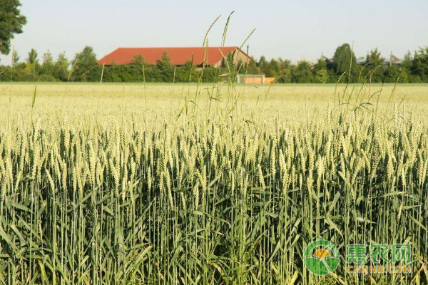 中国农民已经在南非当地成功种植粮食