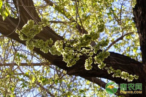这8种植物一亩价值万元 你了解吗？