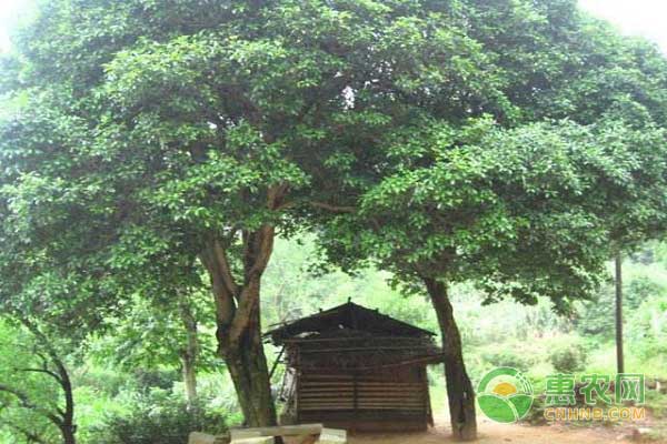 农村住宅前种植松柏和桃树   