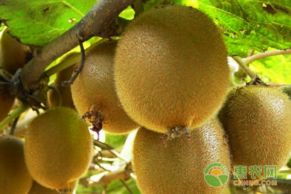 卢氏县猕猴桃产业结出致富果