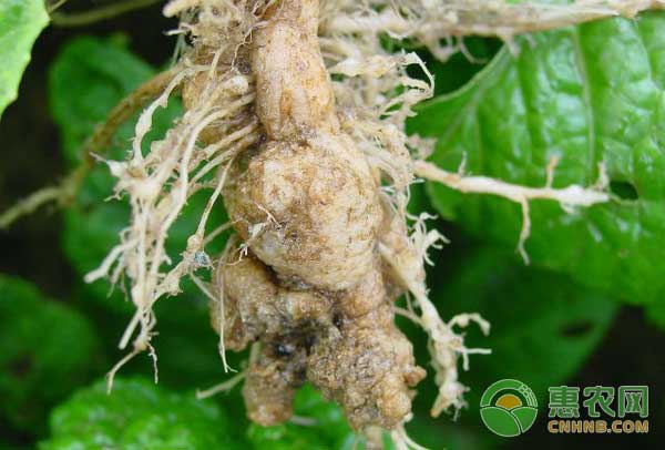 十字花科蔬菜得了根肿病怎么办?根肿病如何防治?