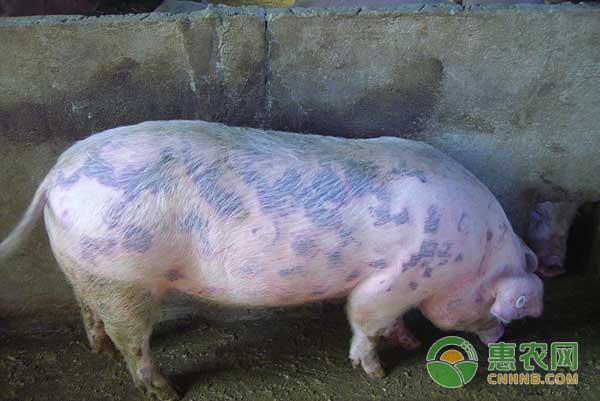 秋季小心猪丹毒养殖户要做好猪丹毒的防治措施