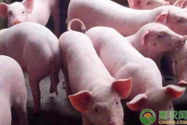 秋季猪场混合感染原因和防治措施
