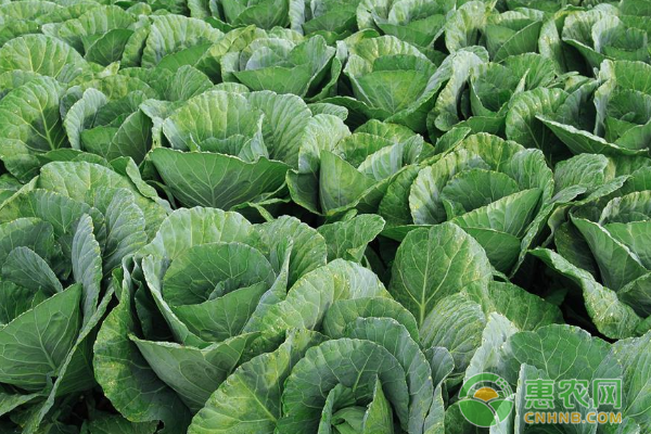 美国农民种植圆白菜有技巧 覆盖地膜减少病虫害