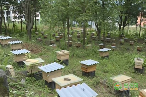 养蜂产业带当地农民致富