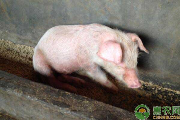 仔猪先天性震颤综合症防治措施