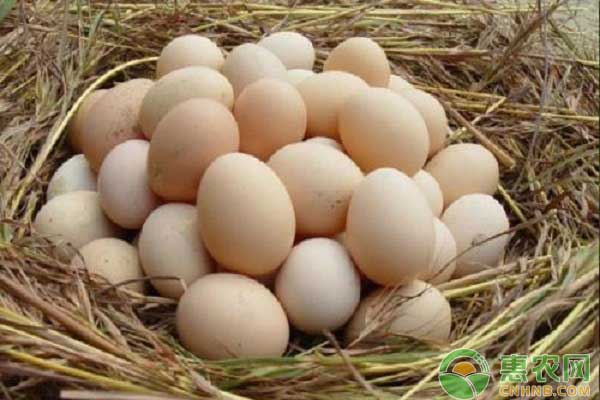 鸡蛋价格之主产区鸡蛋价格再次全面上涨！