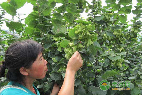 大果榛子变身“摇钱树” 种植农户觅得“致富经”