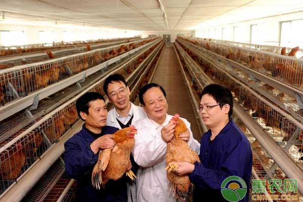 养鸡场新城疫病毒防治之打疫苗