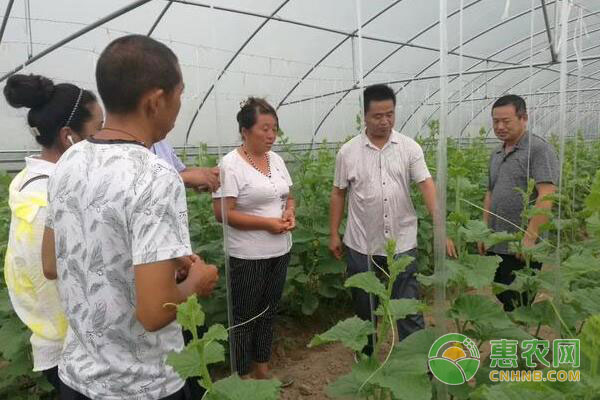 仪封小伙大棚种植，带领村民发家致富