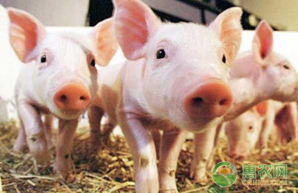 矿物质对猪的生长发育有何作用？猪的生长阶段都需要哪些矿物质呢？