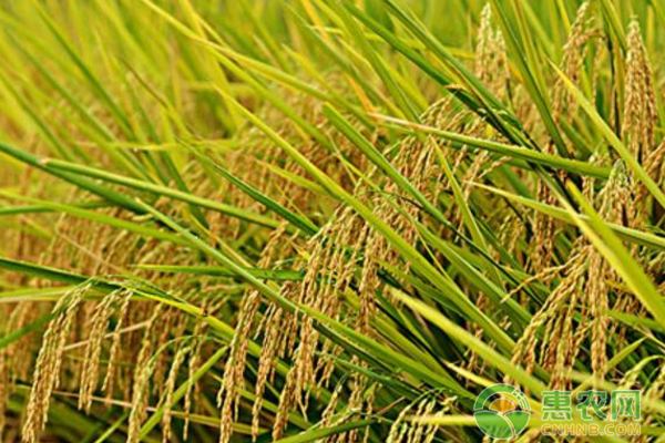 稻种植基地不打任何农药的绿色水稻种植技术-