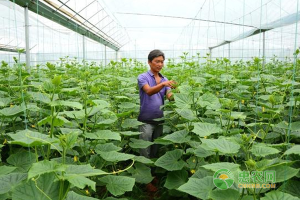 反季节大棚蔬菜种植技术要点-惠农学堂