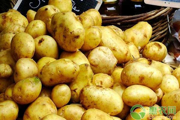 17年8月25日全国土豆最新批发价格