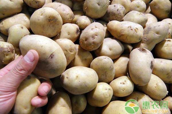 土豆最新行情之交易节奏不快 价格下滑趋势明显