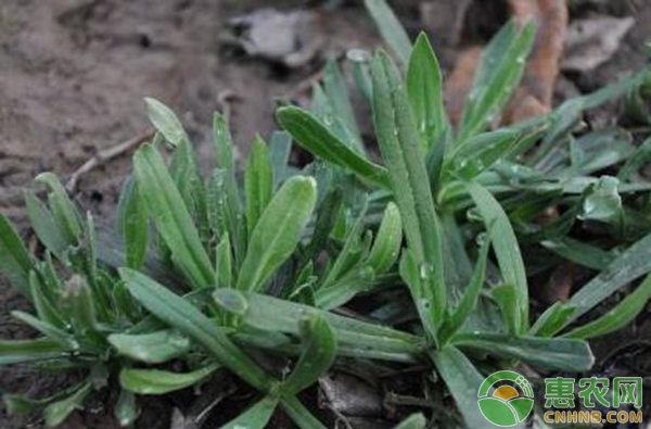 野菜种植