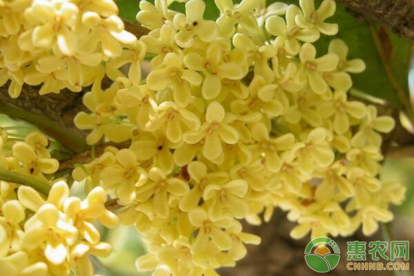 桂花种植
